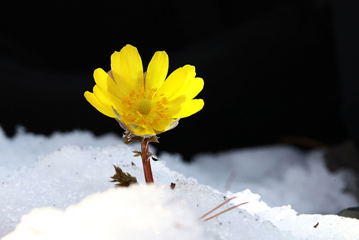 어린 연잎의 사랑 표현 어린 연잎의 사랑 표현