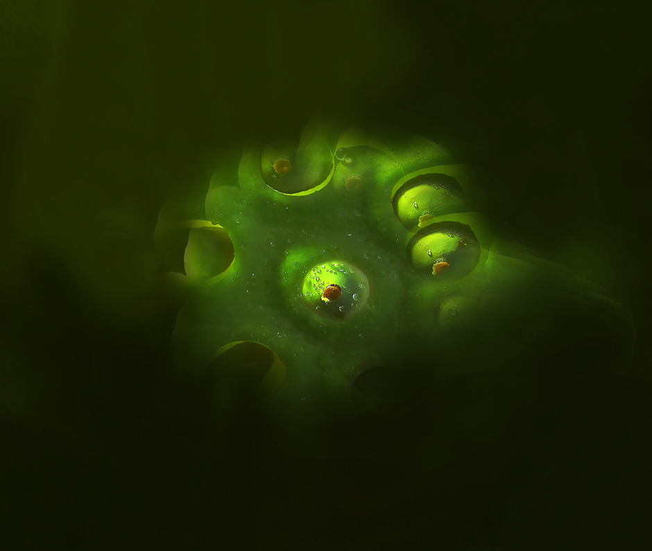 90도로 절하는 강인한 소나무 90도로 절하는 강인한 소나무