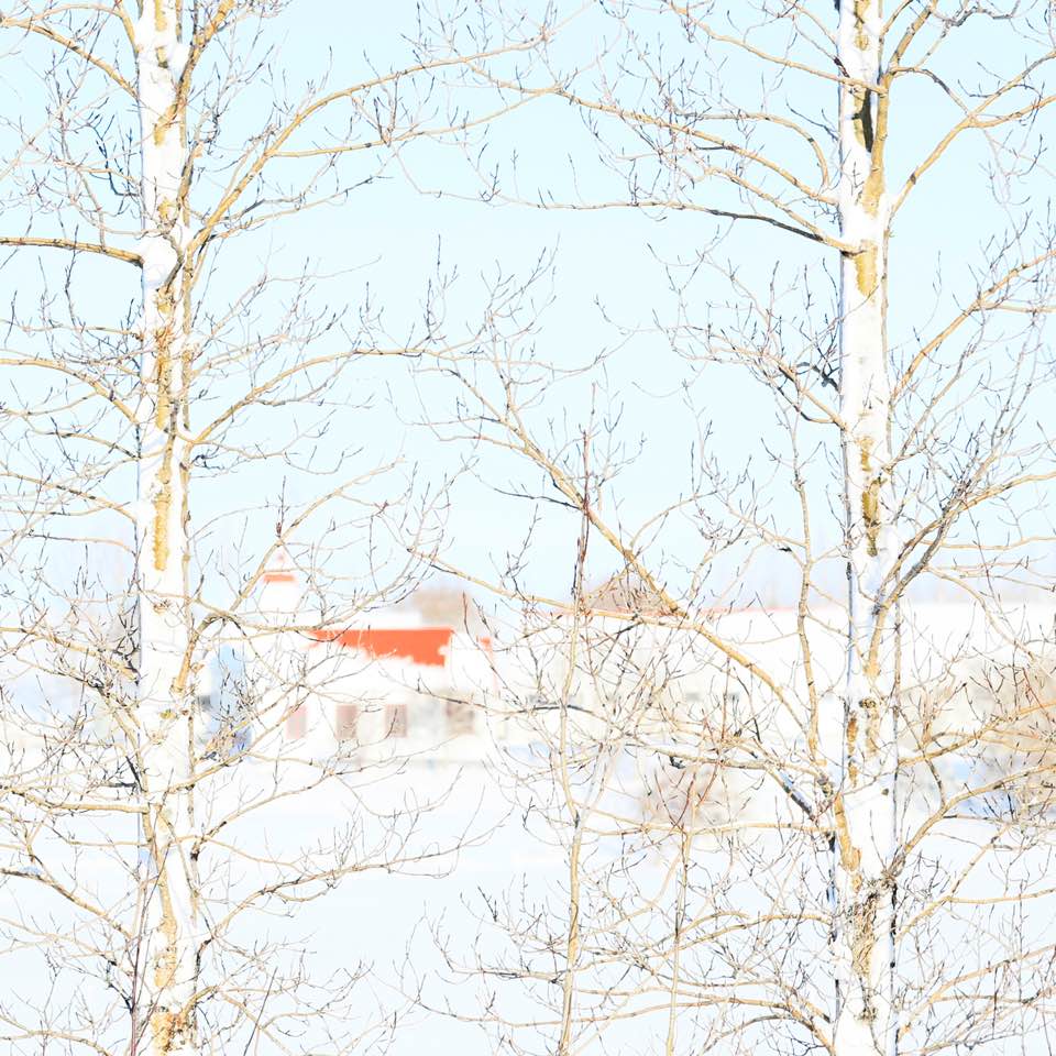 아이슬란드 (아침 햇살 맞이한 자작나무와 교회) 아이슬란드 (아침 햇살 맞이한 자작나무와 교회)