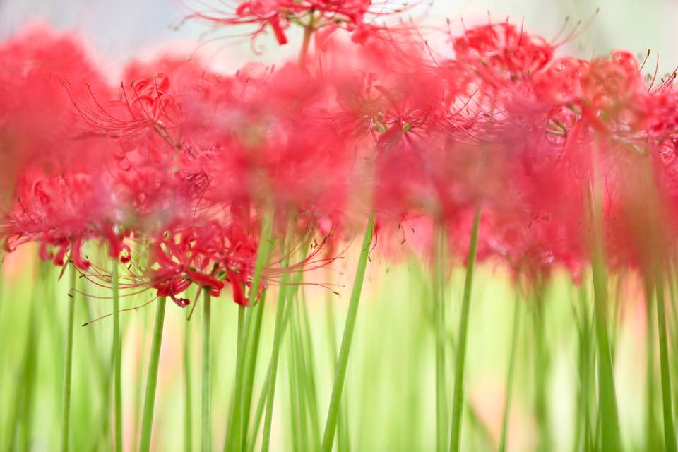 전라도 영광 불갑사 상사화 전라도 영광 불갑사 상사화