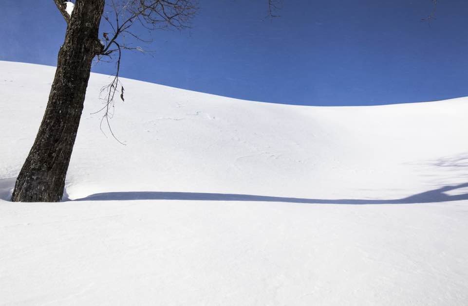 강원도 양떼목장의 겨울 나무 강원도 양떼목장의 겨울 나무