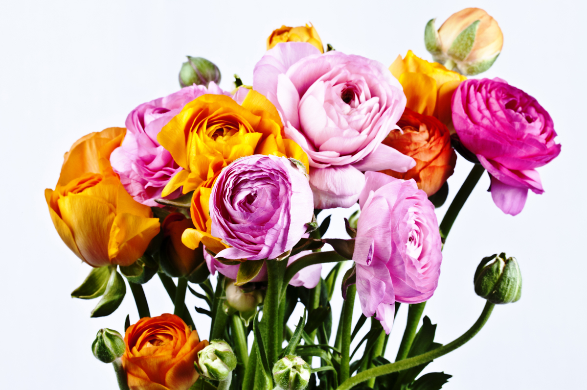 Flowers of Eternity 2012