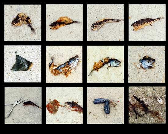 인간과 환경: 개념없고 무분별한 인간의 자연 생태 파괴에 대한 경고 인간과 환경: 개념없고 무분별한 인간의 자연 생태 파괴에 대한 경고