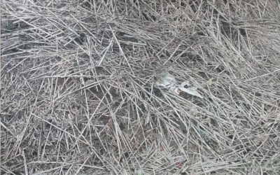 강변일우-태풍으로 비바람을 몰고와  금호강을 삼켜 흔적을 남기고 떠나버렸다.꺽여지고 부셔진 갈대들과 떠밀려온 부유물들은 모든 것을 빼앗겨 버리고 쓰레기로 보이는 형태로 금호강 기슭에 모였다.