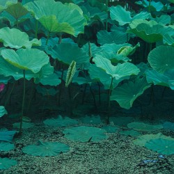 연, 162X97cm, oil on canvas